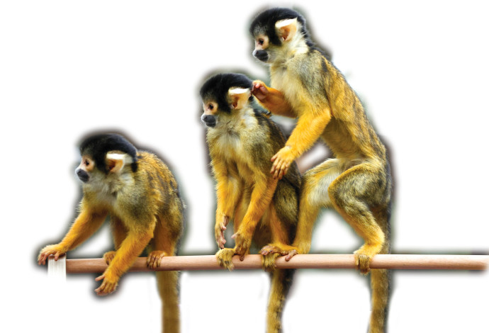 להקת קופים  (צילום:  רויטרס)