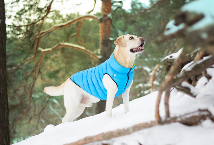 ביגוד איכותי לכלבים - למה חשוב להלביש את הכלבים שלכם (צילום:  airyvest.com)