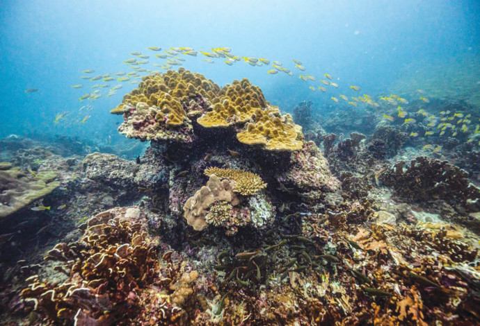 שונית אלמוגים (צילום:  gettyimages)