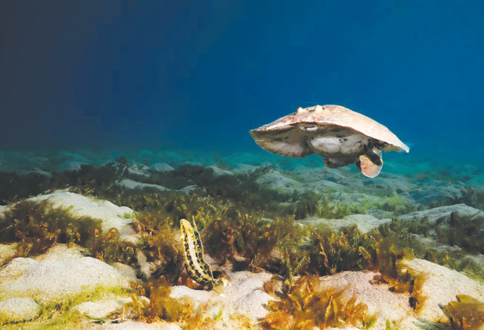 דג חשמלן פרסי (צילום:  עומרי עומסי, רשות הטבע והגנים)