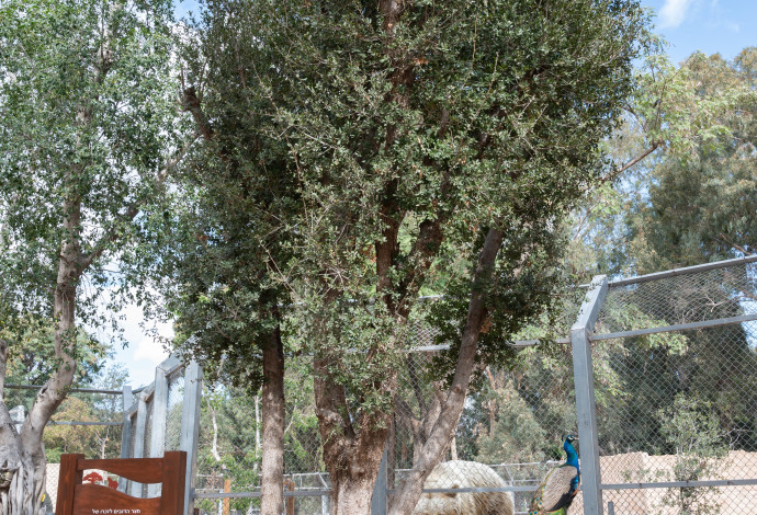 עץ האלון העתיק (צילום:  ים סיטון, הספארי רמת גן)