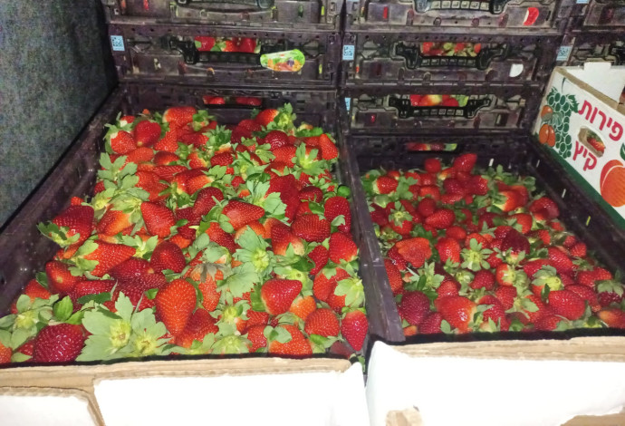 טון וחצי תותים שניסו להבריח (צילום:  משרד החקלאות ופיתוח הכפר)