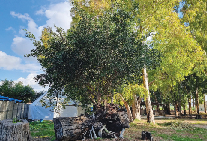 עץ הפיקוס (צילום:  המועצה לשימור אתרים)