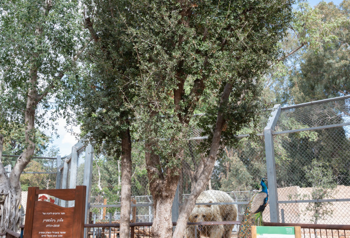 עץ האלון בביתו החדש בספארי. "תפאורה מתאימה"  (צילום:  דוברות הספארי)