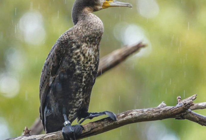 קורמורן גדול נרטב בגשם בפארק הצפרות ראש ציפור (צילום:  עמית האס)