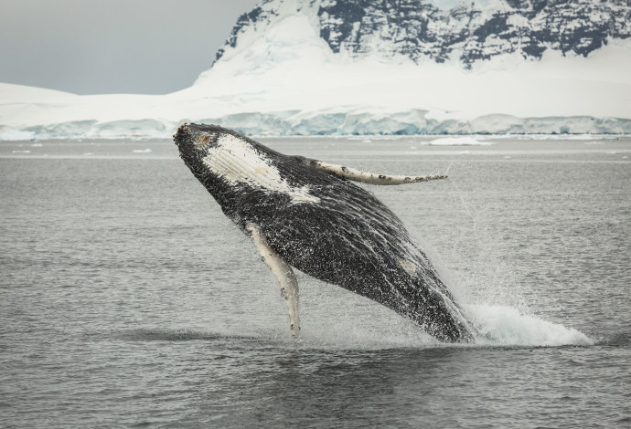 לווייתן גדול סנפיר (צילום:  אינגאימג')