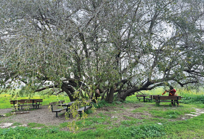 עץ השיזף נחל שורק (צילום:  מיטל שרעבי)