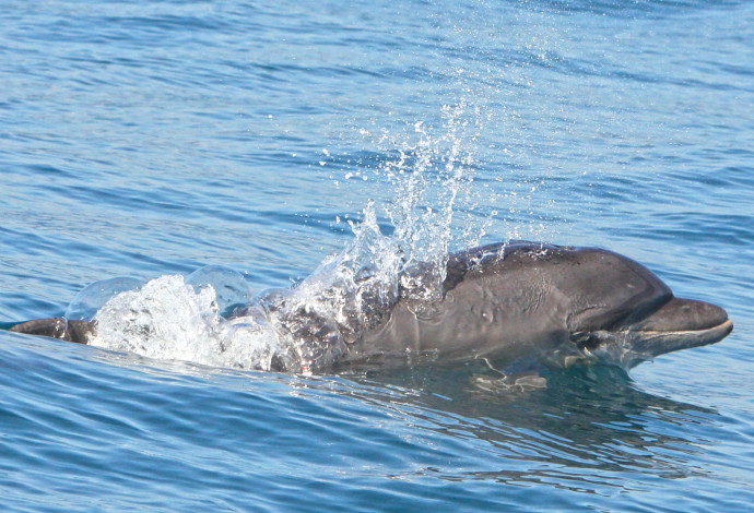 ליאור הדולפין (צילום:  באדיבות מחמל״י)