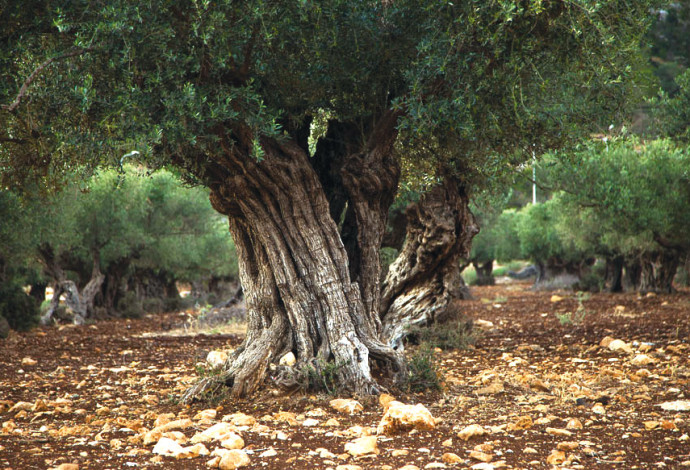 עץ זית (צילום:  ענת חרמוני, פלאש 90)