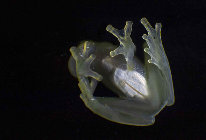 הבטן השקופה של צפרדע זכוכית (צילום:   ERNESTO BENAVIDES/AFP via Getty Images)