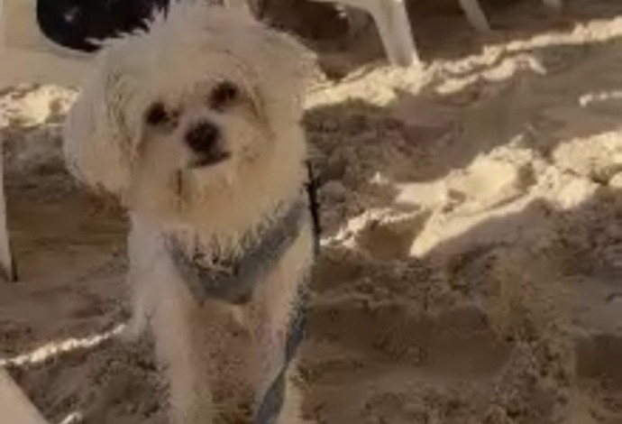 ברק חקמט, דנית גרינברג (צילום: צילום מסך אינסטגרם)