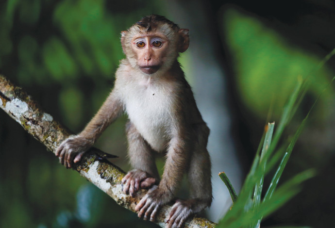 קוף מקוק (צילום:  רויטרס)
