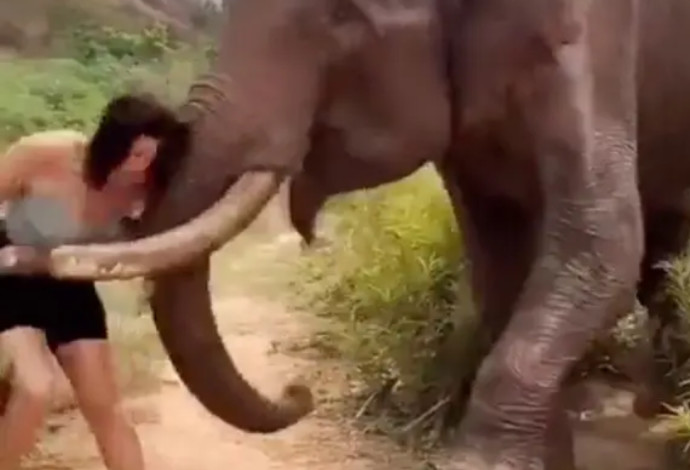 התגרתה בפיל והותקפה על ידו (צילום:  צילום מתוך טוויטר)