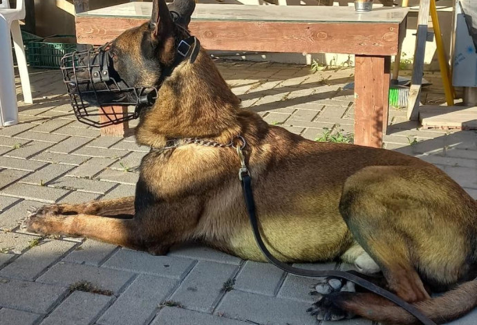 כלב הימ"מ ״ג׳אנגו״ (צילום:  דוברות המשטרה)