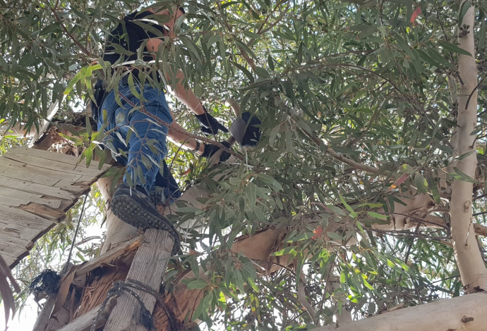 כסף שנתפס על עץ אקליפטוס אצל תושב רהט (צילום:  דוברות המשטרה)