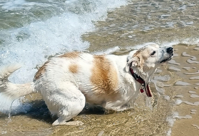 כלבת ים שאינה יוליה. מיסטרי (צילום:  ניר קיפניס)
