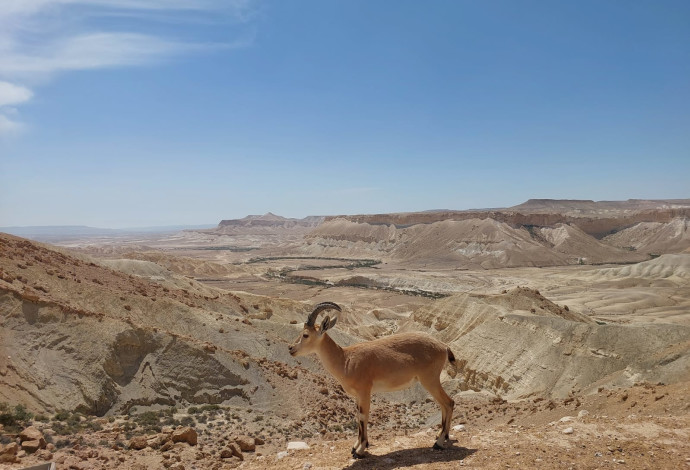 יעלים הגיעו לבקר במכון למורשת בן גוריון בנגב (צילום:  איתן דוניץ, המכון למורשת בן גוריון)