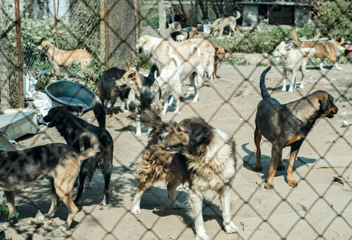 מכלאה כלבים (צילום:  אינג אימג')