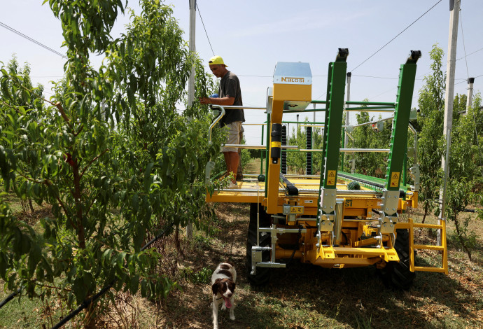 חקלאי בוחן את נזקי מזג האוויר במטע אפרסקים באיטליה (צילום:  רויטרס)