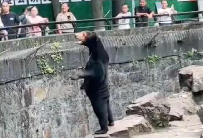 דוב אמיתי או אדם בתחפושת? (צילום:  יוטיוב)