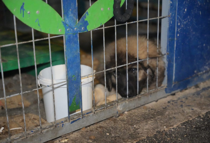 כלב שעבר התעללות בבית ביפיע (צילום:  דוברות המשטרה)