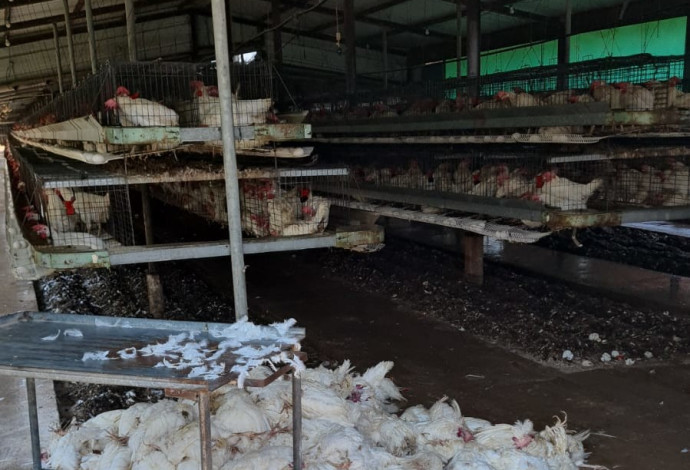 עשרות אלפי תרנגולות מתו (צילום:  משרד החקלאות ופיתוח הכפר)
