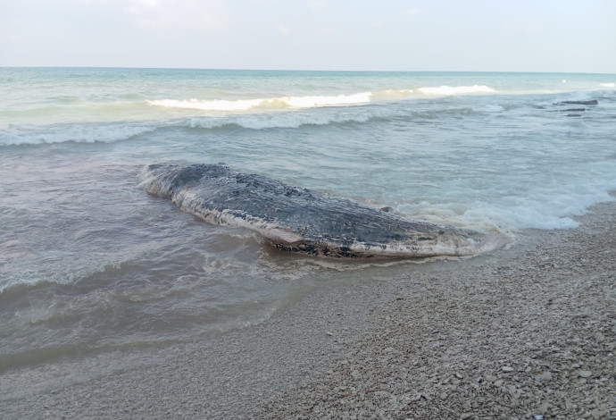 לווייתן ראשתן אותר בחוף געש (צילום:  רשות הטבע והגנים)