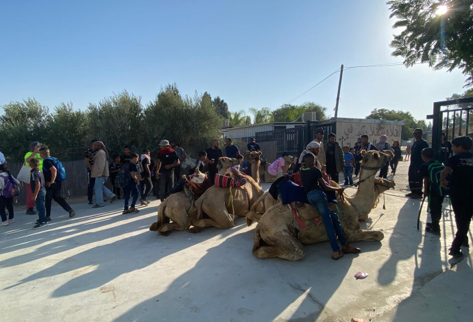 התלמידים על הגמלים (צילום:  מאזן אבו סיאם)