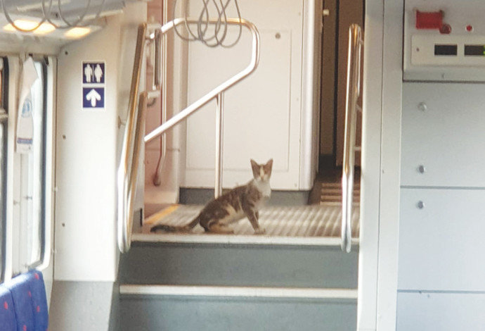 החתול ברכבת (צילום:  רכבת ישראל)