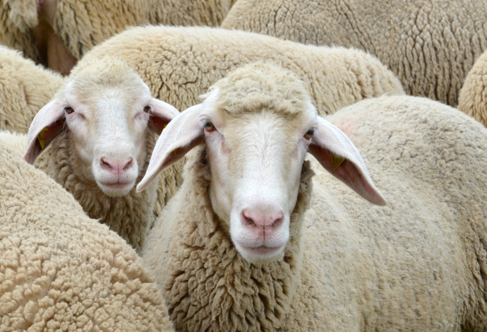 הכבשים היו רעבות, ואכלו 100 ק"ג קנאביס (צילום:  אינג'אימג')