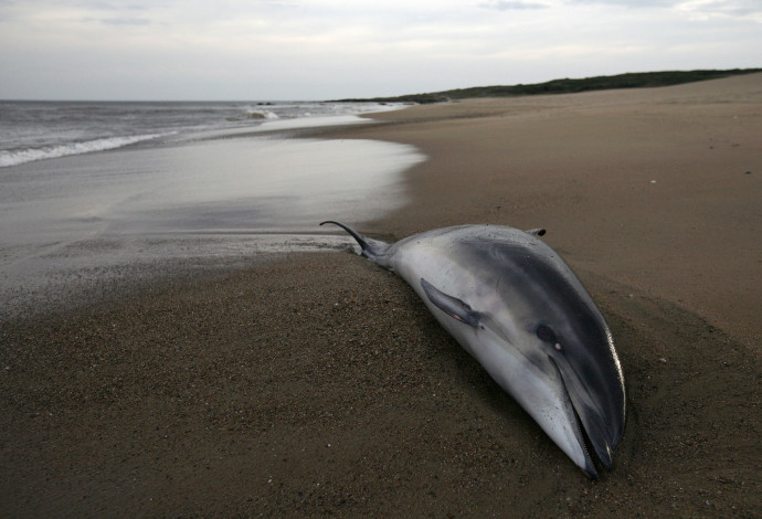 דולפין מת שנסחף לחוף (צילום:  רויטרס)