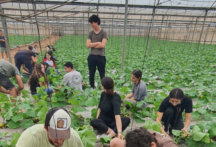 תלמידי תיכון מסייעים לחקלאים (צילום:  השומר החדש)
