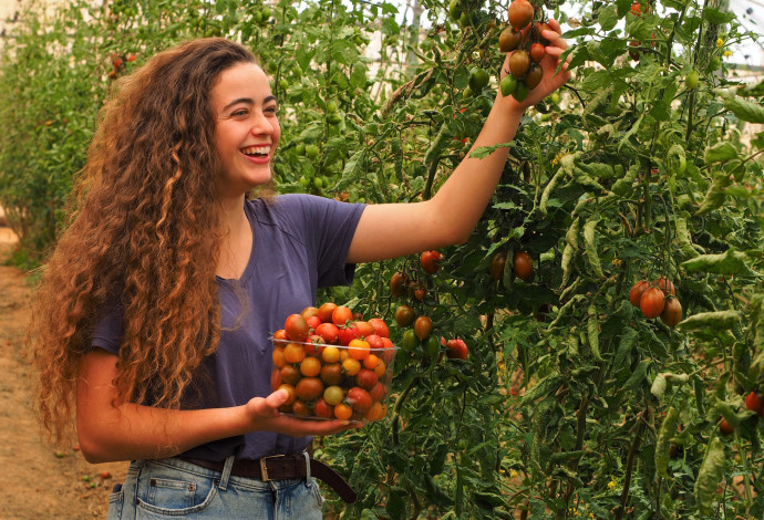 חקלאות בפתחת ניצנה (צילום:  טל גליק)