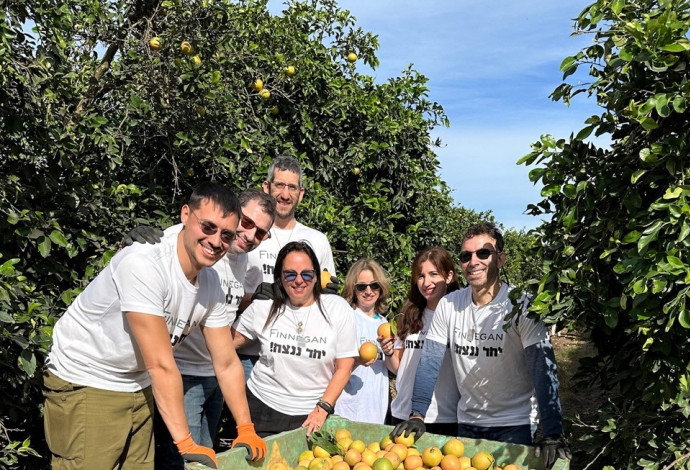 &nbsp;צוות Finnegan בקטיף (צילום: צילום פרטי)