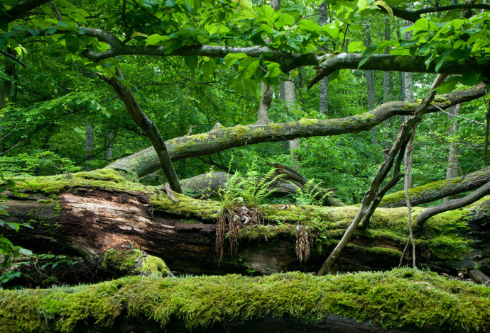 יער ביאלובייסקה (צילום: יחצ)