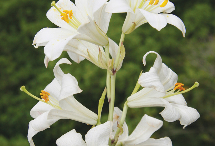 פרח שושן צחור בכרמל (צילום: דותן רותם, רשות הטבע והגנים)