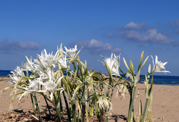 חבצלת החוף בגן לאומי אכזיב (צילום: דוד פרו, רשות הטבע והגנים)