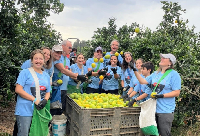 עובדי כתר בקטיף&nbsp; (צילום: באדיבות כתר)