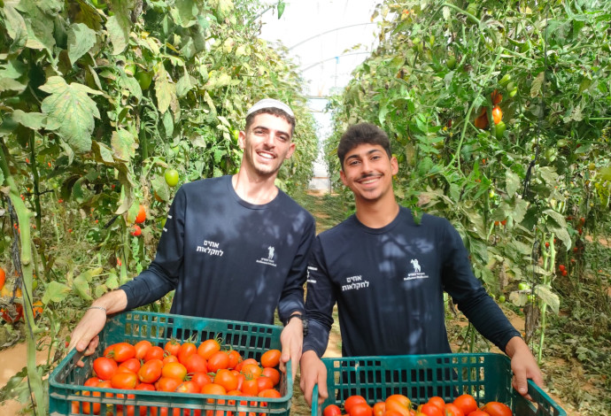 מתנדבים בחקלאות (צילום:  השומר החדש)