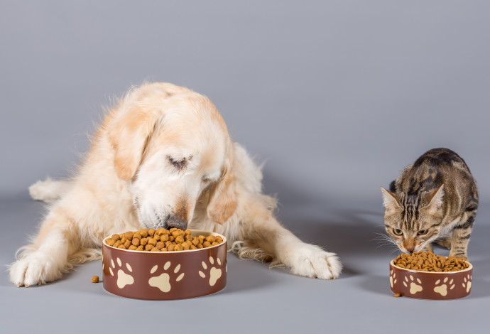 אכילה מרובה בקרב כלבים וחתולים (צילום: אינג'אימג')