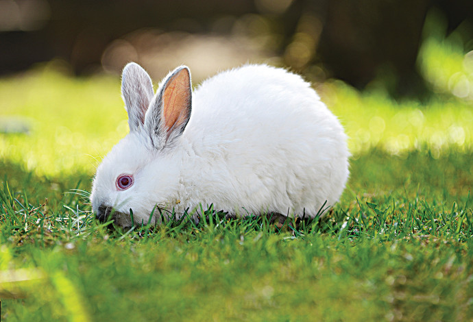 ארנבת לבנה (צילום:  אינג'אימג')