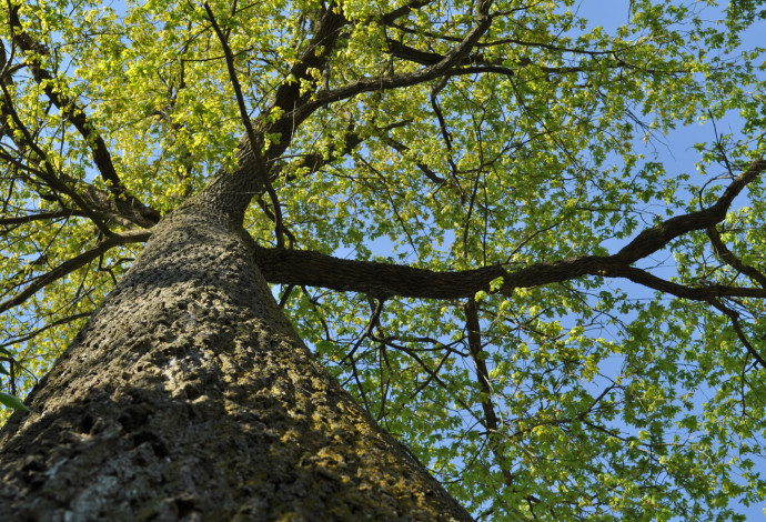 עץ אלון (צילום:  אינג'אימג')