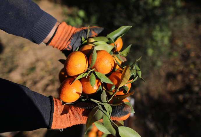 קטיף תפוזים. אילוסטרציה (צילום:  חסן ג'די, פלאש 90)
