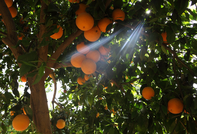 קטיף תפוזים. אילוסטרציה (צילום: יעקב נחומי, פלאש 90)