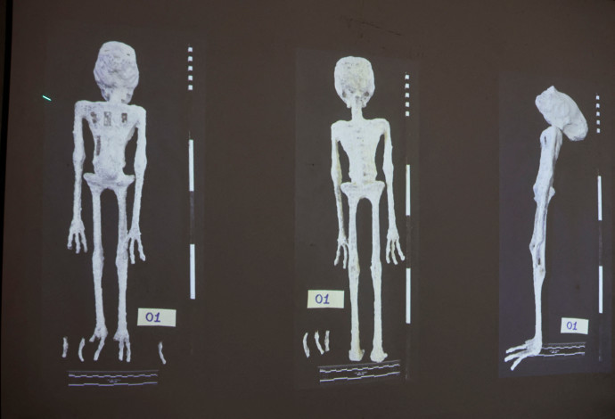 גופות החייזרים שהוצגו בקונגרס המקסיקני (צילום:  רויטרס)