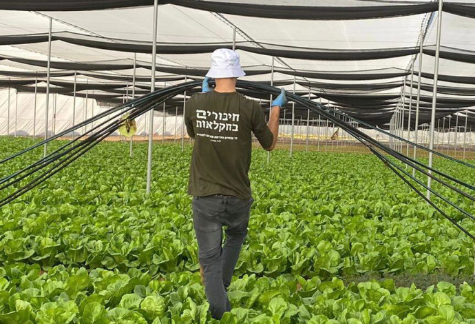 נכדו של המיליארדר היהודי בהתנדבות בחקלאות (צילום:   "חיבורים בחקלאות")