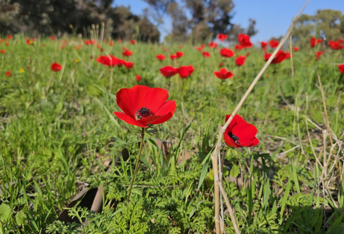 פריחת כלניות (צילום:  פולה כהן, קק״ל)