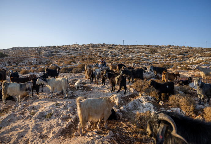 רועה צאן יהודי עם הכבשים בשטחי יהודה ושומרון, 20 באוגוסט 2023 (צילום:  חיים גולדברג, פלאש 90)