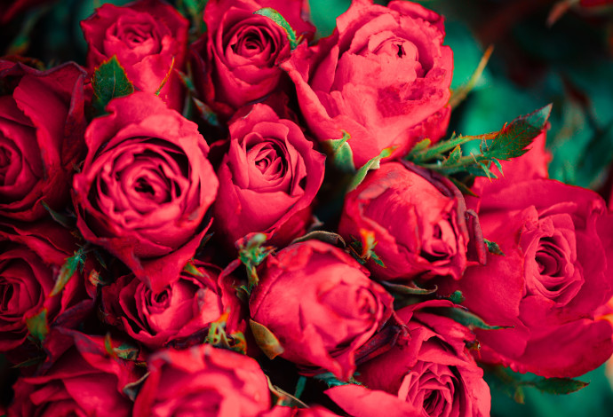 ורדים (צילום:  אינג'אימג')