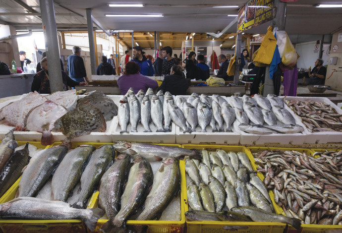 משולבים בדיאטה הים תיכונית ובדיאטה האטלנטית. דגים  (צילום:  נתי שוחט, פלאש 90)